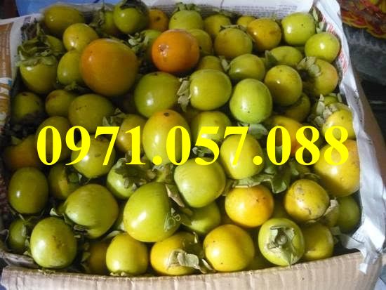 GIỐNG CÂY HỒNG GIÒN